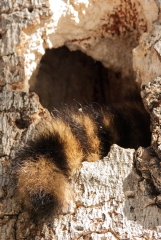 Racoon