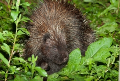 Porcupine,