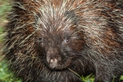 Porcupine,