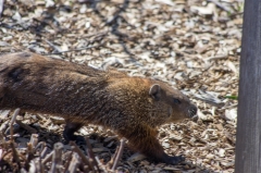 Ground Hog
