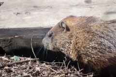 Ground Hog