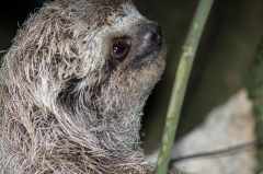 Three-toed Sloth