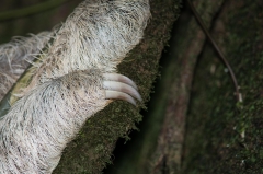 Three-toed Sloth,
