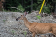 White Tail Deer