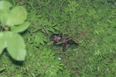 Howler Monkey