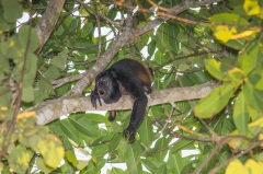 Howler Monkey
