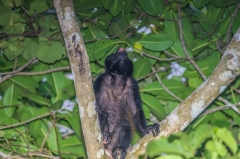Howler Monkey