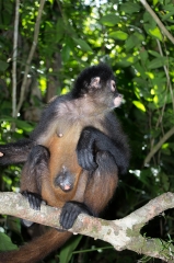 Spider Monkey (Sweety)