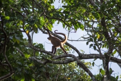 Spider  Monkey