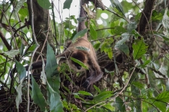 Spider  Monkey