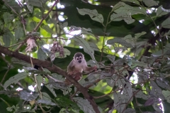 Squirrel Monkey