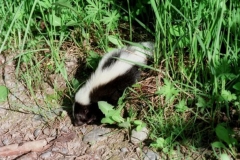 Skunk