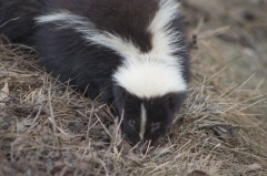 Skunk