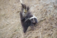 Skunk