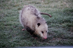 Virginia Opossum