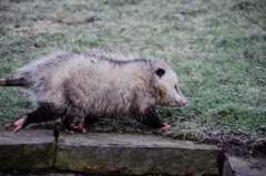 Virginia Opossum