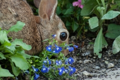 Eastern Cotton Tail