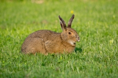 Snowshoe Hare