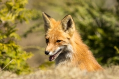Red Fox