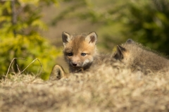 Red Fox (kit)