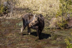 Moose
