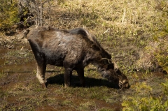 Moose