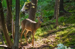 White Tail Deer,