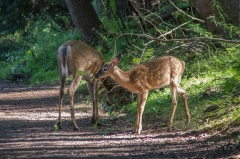 White Tail Deer (fawn & doe)