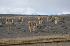 Vicuña