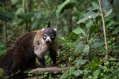 White-Nosed Coati