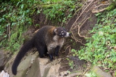 White-Nosed Coati