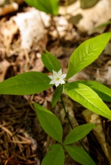 Star Flower