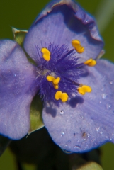 Spider wort