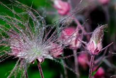 Prairie Smoke