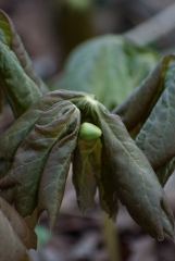Mayapple