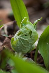 Wild Ginger