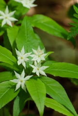 Star Flower