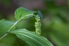 False Solomon's Seal