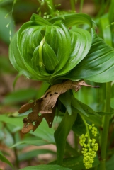 False Solomon's Seal