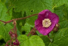 Purple-flowering Raspberry