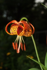 Michigan Lily