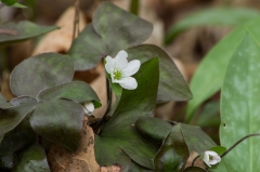 Sharpe-lobed Hypatica