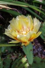Prickly Pear Cactus,