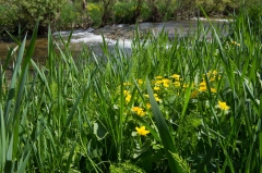 Marsh Marigold