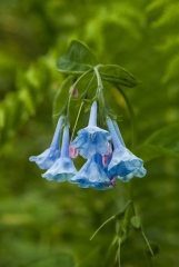 Virgina Bluebells