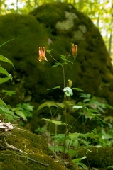 Wild Columbine