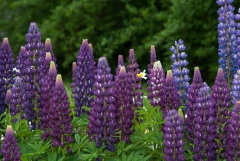 Wild Lupine