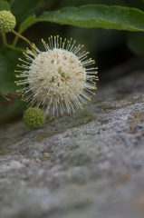 Buttonbush