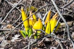 Skunck Cabbage (in flower)