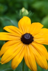 Black-eyed Susan